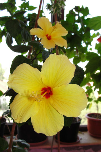 hibi galben cu ochi - B-hibiscus-2012 3