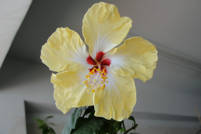 hibi Sylvia Godman - B-hibiscus-2012 3