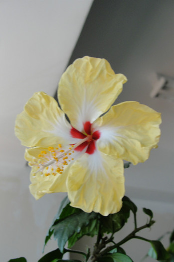  - B-hibiscus-2012 3