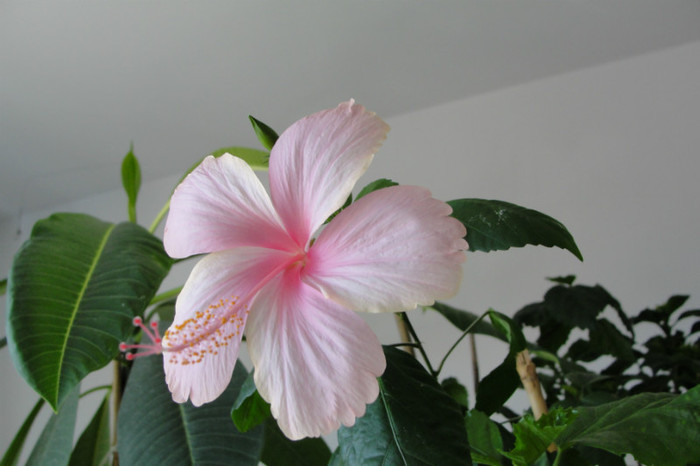 hibi Dainty Pink - B-hibiscus-2012 3