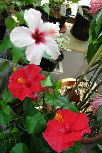 hibi Natal si hibi Helene - B-hibiscus-2012 3