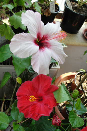  - B-hibiscus-2012 3