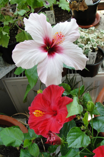  - B-hibiscus-2012 3