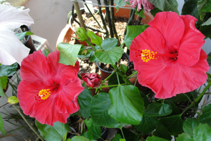 hibi Helene - B-hibiscus-2012 3
