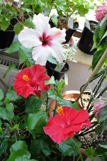  - B-hibiscus-2012 3