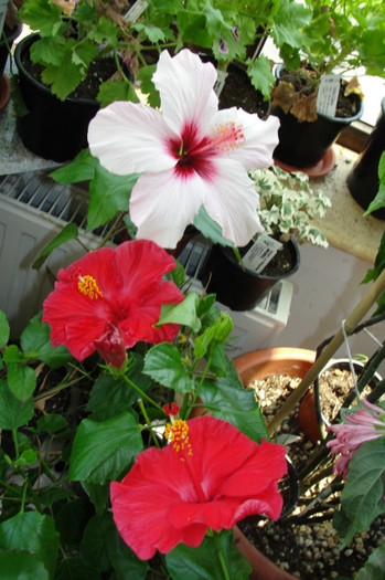 - B-hibiscus-2012 3