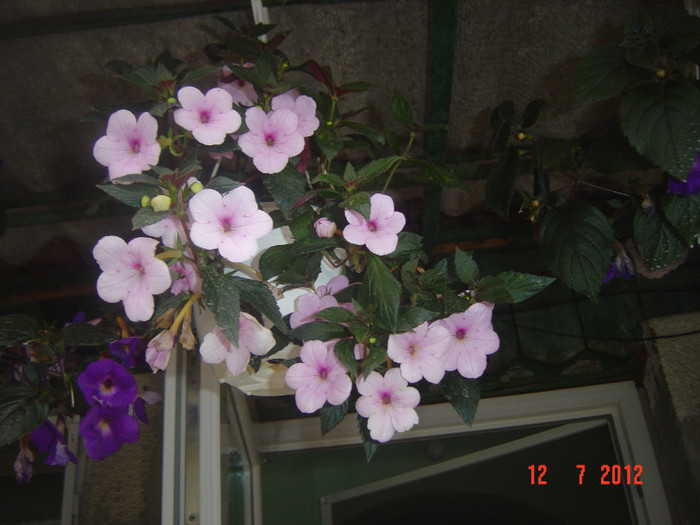 poze 1281 - 2011-2012 ACHIMENES