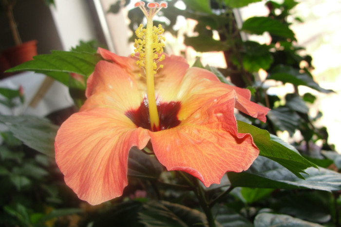  - B-hibiscus-2012 3