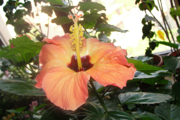 02.07.12 - B-hibiscus-2012 3