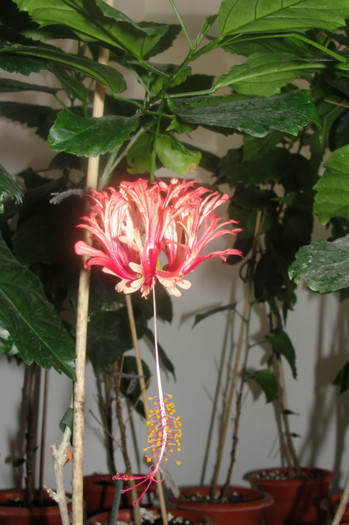 hibi schizopetalus - B-hibiscus-2012 3