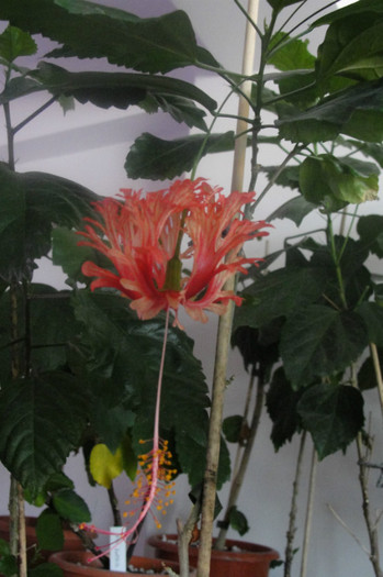 02.07.12 - B-hibiscus-2012 3