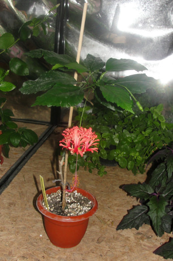 mic dar harnic - B-hibiscus-2012 3