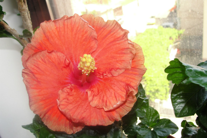 no name - B-hibiscus-2012 3