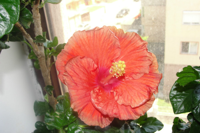 - B-hibiscus-2012 3