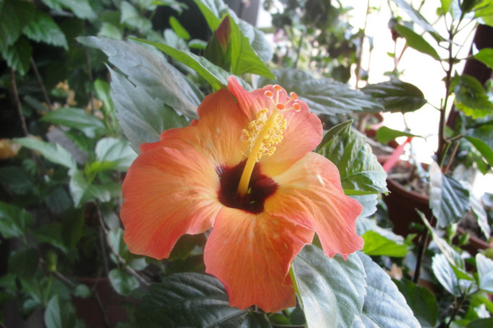  - B-hibiscus-2012 3