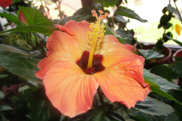  - B-hibiscus-2012 3