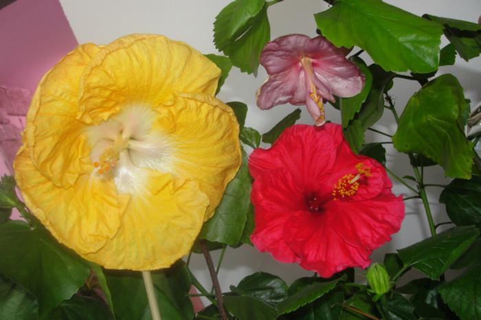 hibi helene hibi sun charm si hibi blue toy