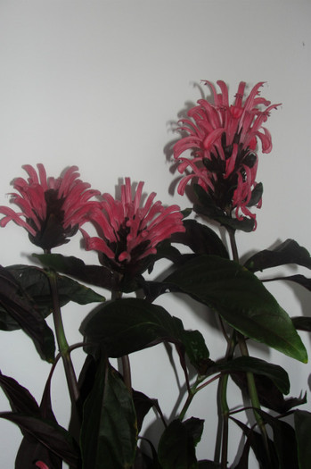  - Jacobinea carnea dark-red