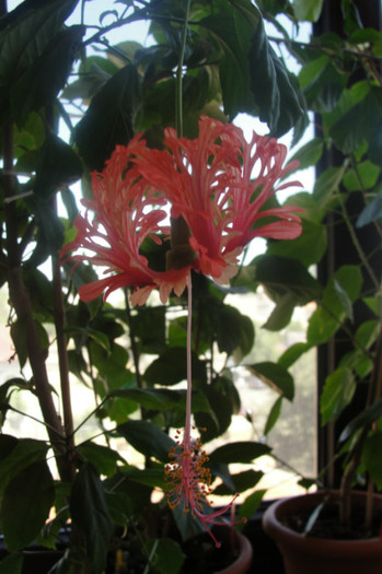  - B-hibiscus-2012 3