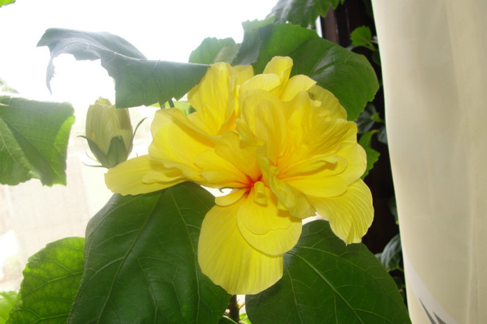  - B-hibiscus-2012 3
