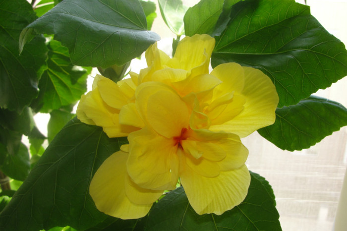  - B-hibiscus-2012 3