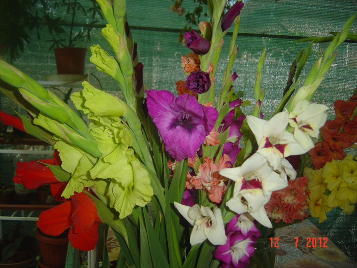 poze 1296 - 2012-GLADIOLE