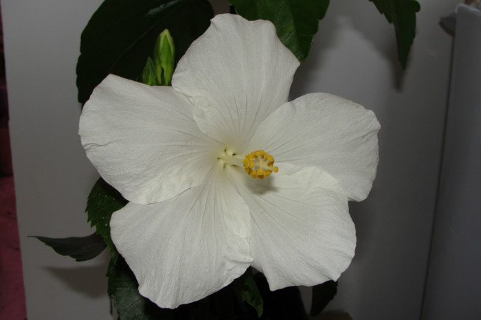 hibi Truly Fair - B-hibiscus-2012 3