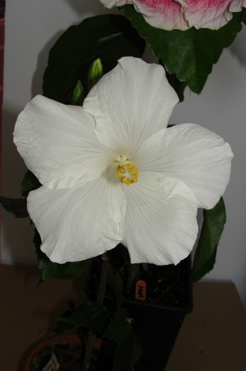  - B-hibiscus-2012 3