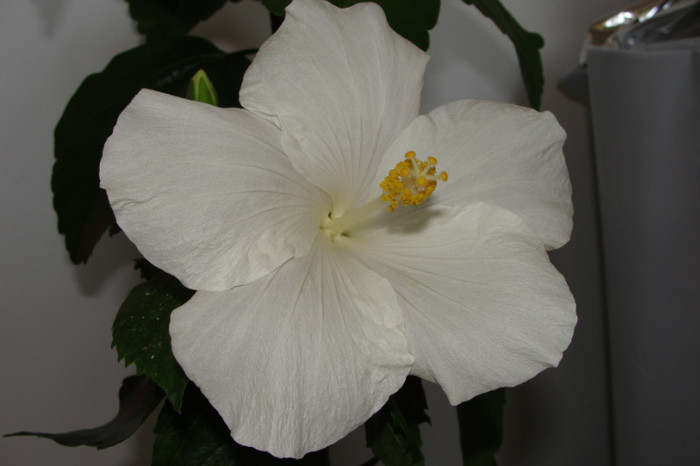  - B-hibiscus-2012 3