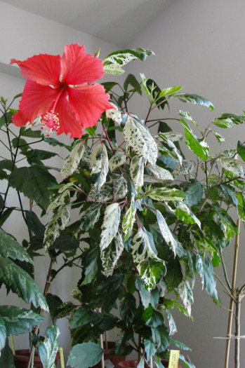 hibi Cooperi - B-hibiscus-2012 3