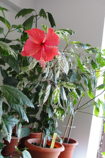 03.07.12 - B-hibiscus-2012 3