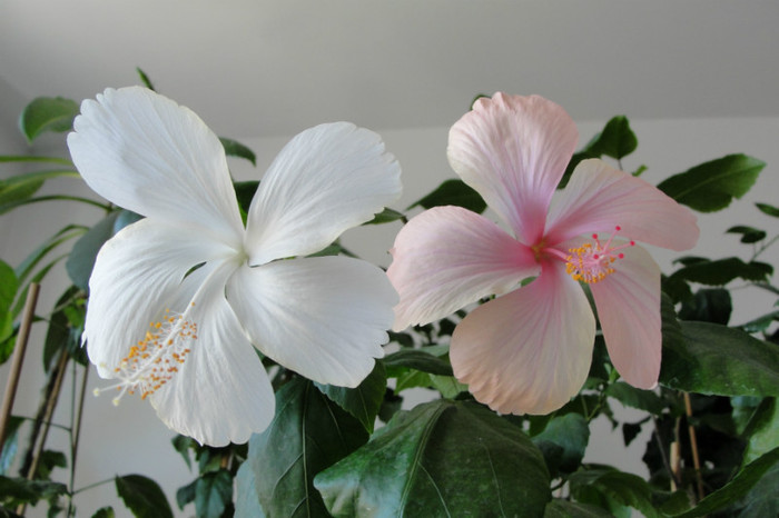 hibi Dainty White si Pink - B-hibiscus-2012 3
