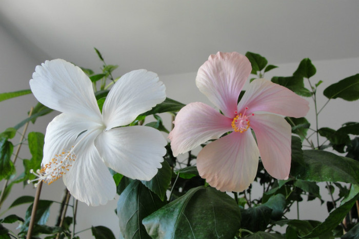  - B-hibiscus-2012 3
