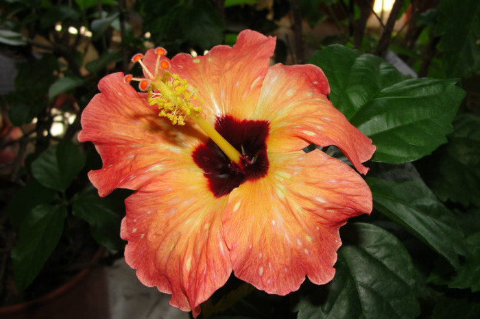  - B-hibiscus-2012 3