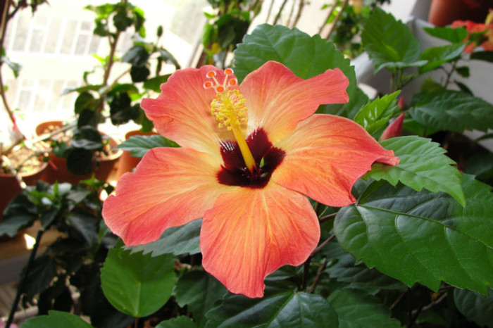 - B-hibiscus-2012 3