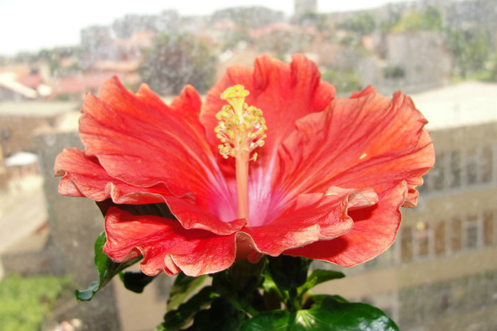  - B-hibiscus-2012 3