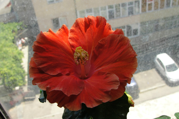 - B-hibiscus-2012 3
