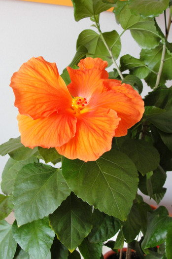 04.07.12 - B-hibiscus-2012 3