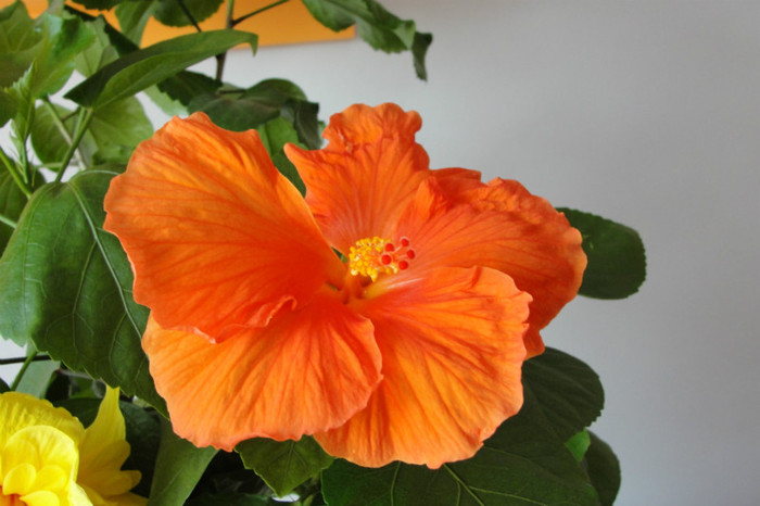 04.07.12 - B-hibiscus-2012 3
