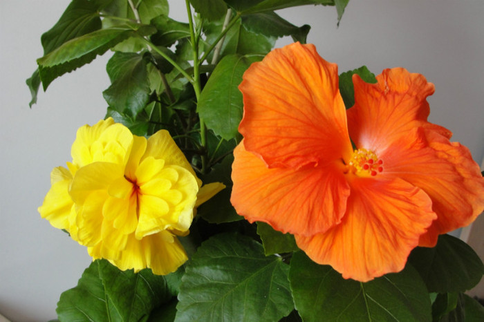 hibi  Koenig si Gator Orange - B-hibiscus-2012 3