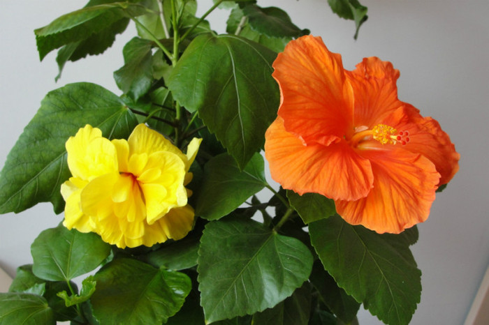 04.07.12 - B-hibiscus-2012 3