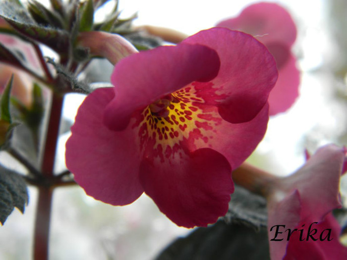 Hard To Get 12-07-2012 - ACHIMENES  - varietati