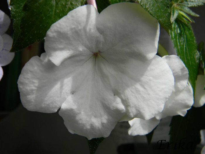 Jay Dee Large White 12-07-2012 - ACHIMENES  - varietati