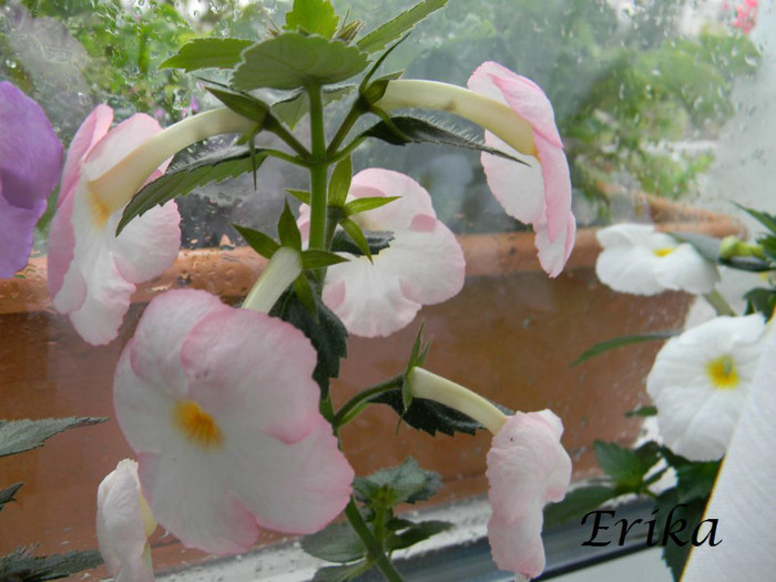 Vie en Rose 12-07-2012 - ACHIMENES  - varietati