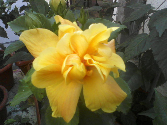 P10-07-12_09.48 - hibiscus
