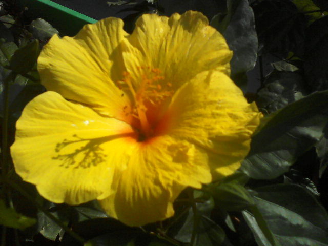 P12-07-12_15.41[2] - hibiscus