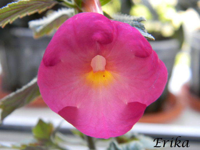 Elegance 07-07-2012 - ACHIMENES  - varietati