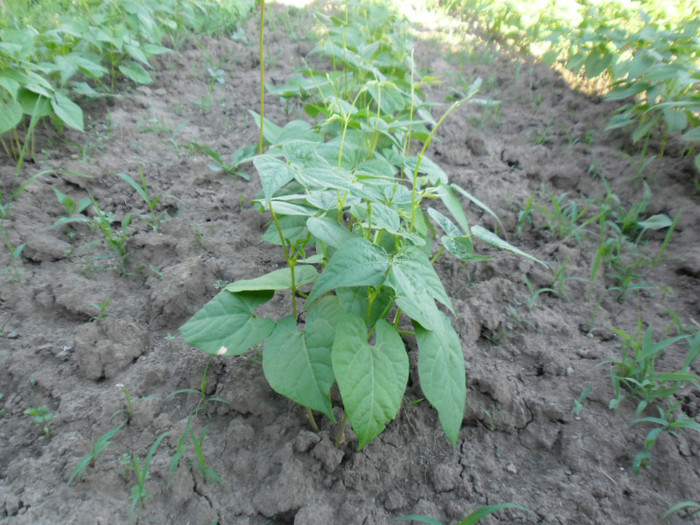 Fasole Aurie de Bacau 1; Fasole Aurie de Bacau
