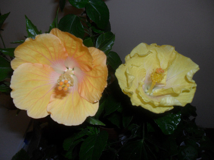 Hibiscusii Havana si Emily