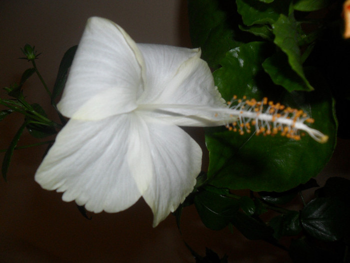 Hibiscus White Swann